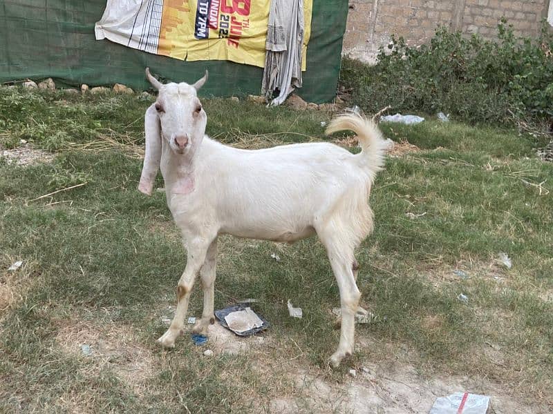 Goats for sale 7