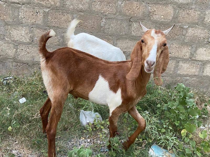 Goats for sale 8