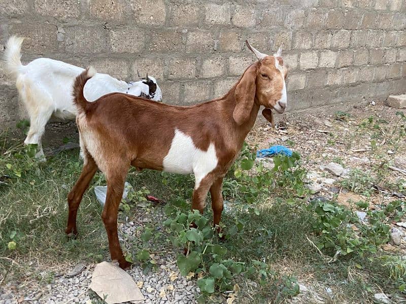 Goats for sale 9