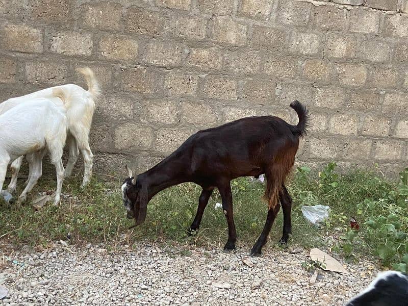 Goats for sale 11