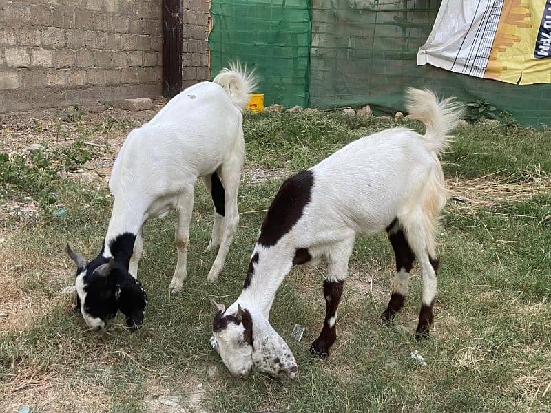 Goats for sale 12