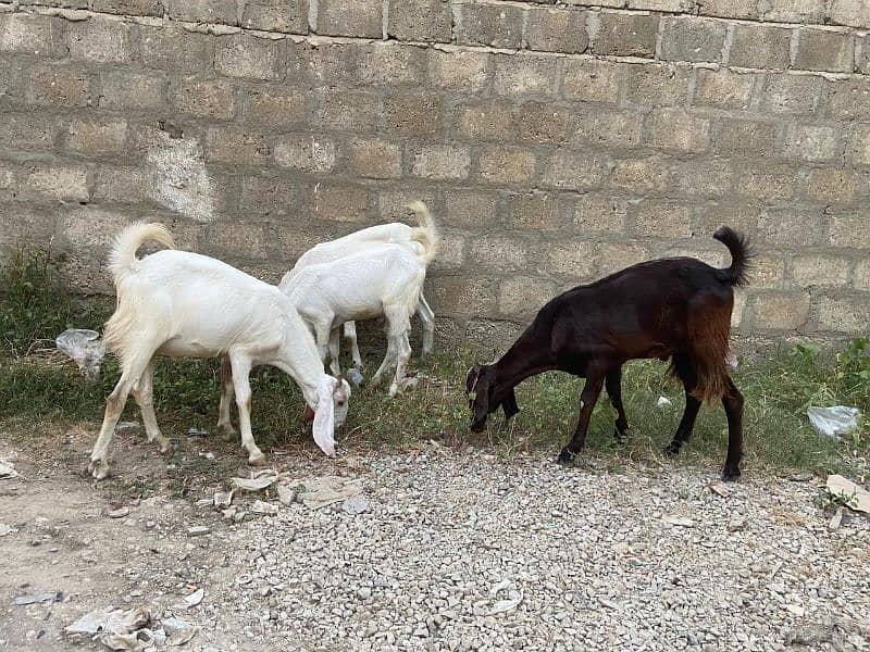 Goats for sale 13