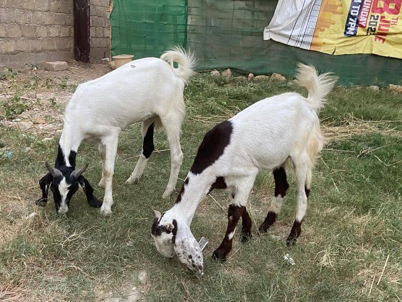 Goats for sale 14