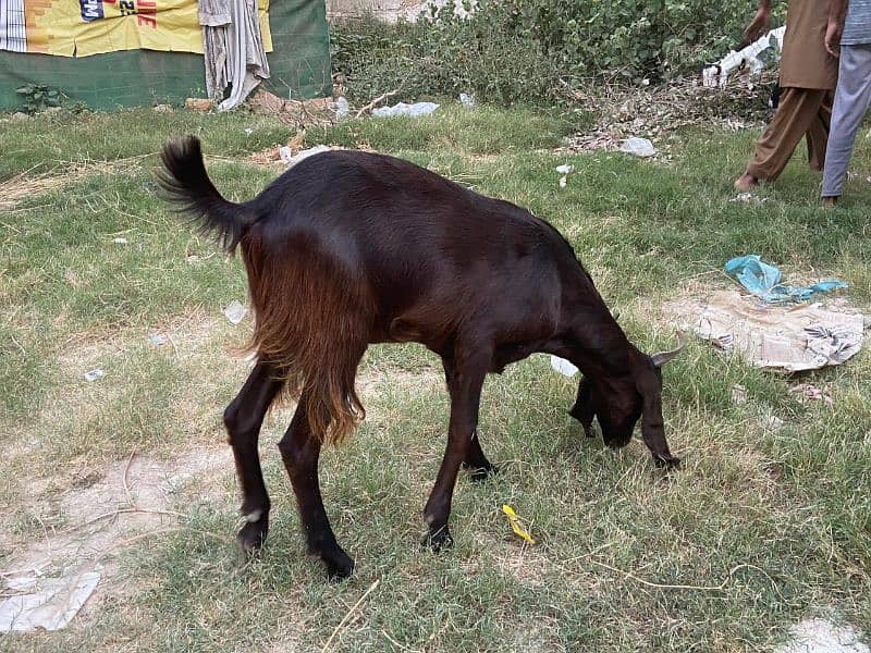 Goats for sale 15