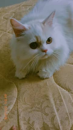 Persian Male Cat Looking For New Home (Punch Face)