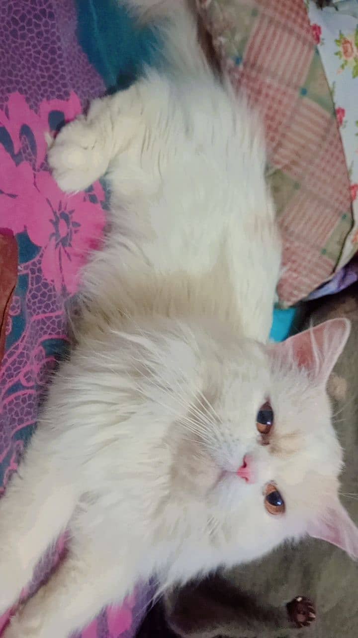 Persian Male Cat Looking For New Home (Punch Face) 1
