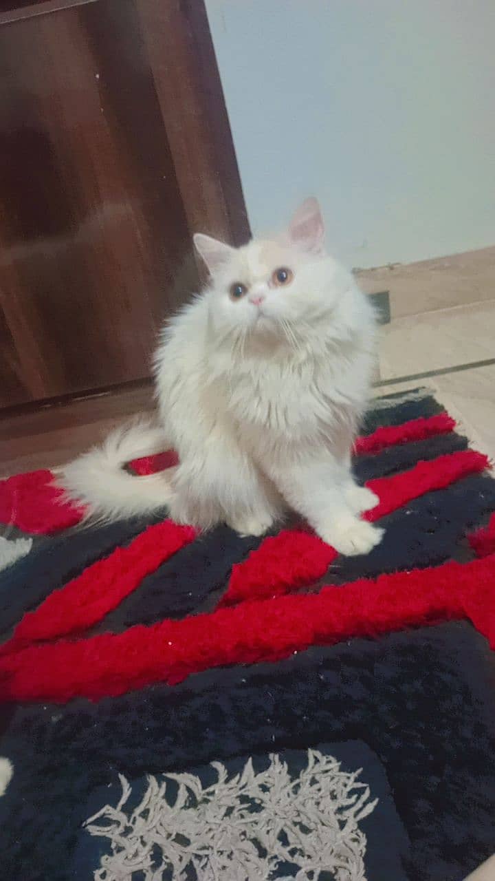 Persian Male Cat Looking For New Home (Punch Face) 2