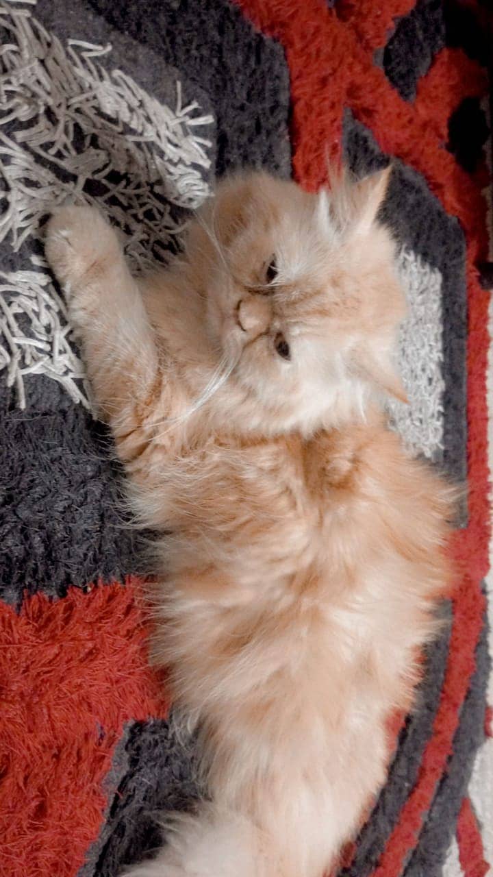 Persian Male Cat Looking For New Home (Punch Face) 3