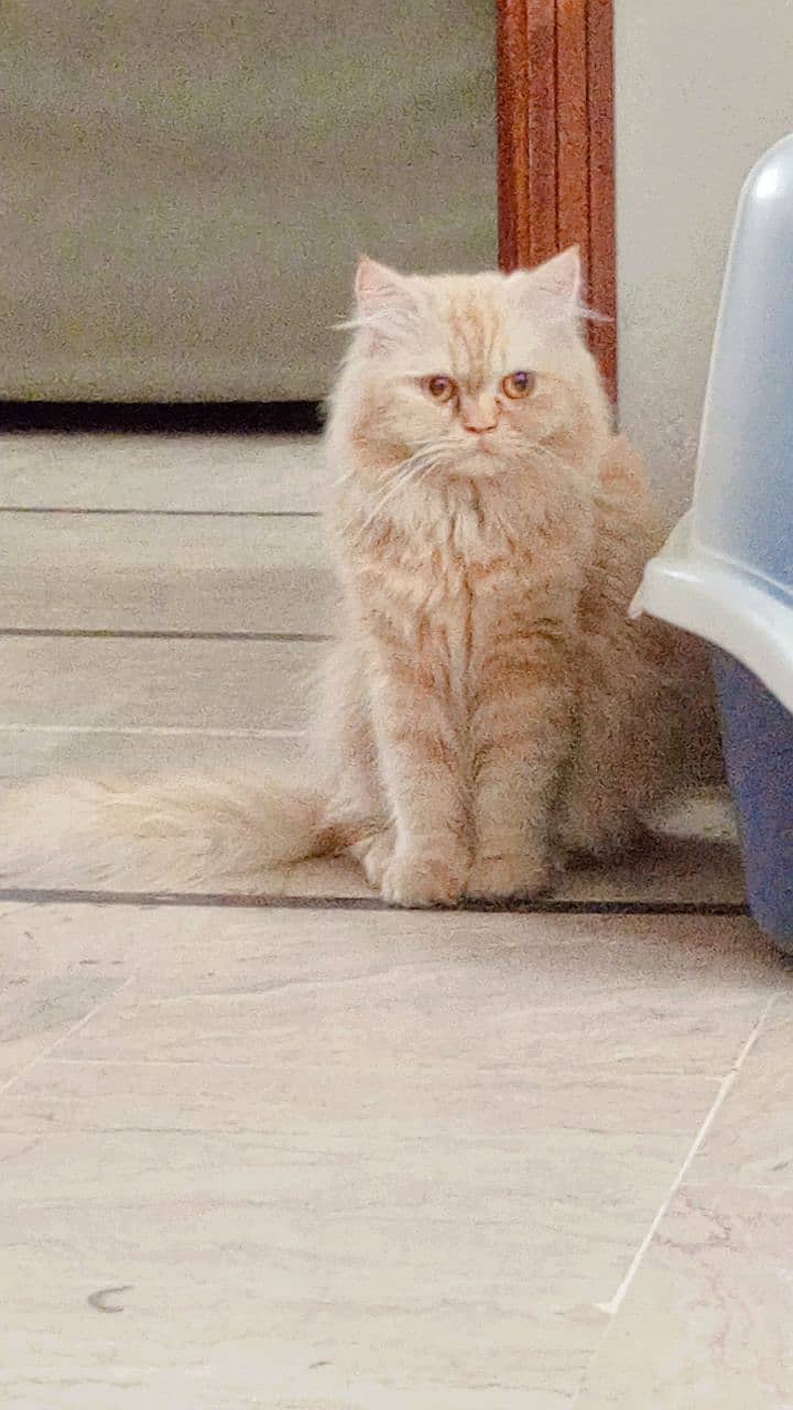 Persian Male Cat Looking For New Home (Punch Face) 4