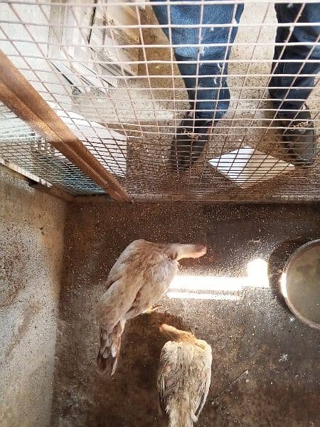 Egg laying hens || 2 female 1 male 0