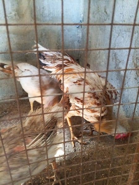 Egg laying hens || 2 female 1 male 3