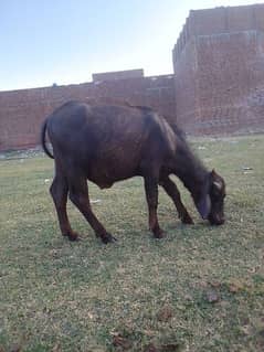 Male child Buffalo