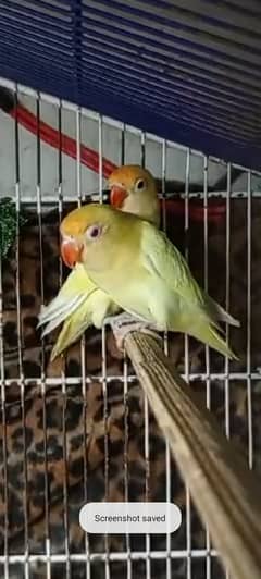 mashallah quality birds creamino  age 5 and 6 months no DNA