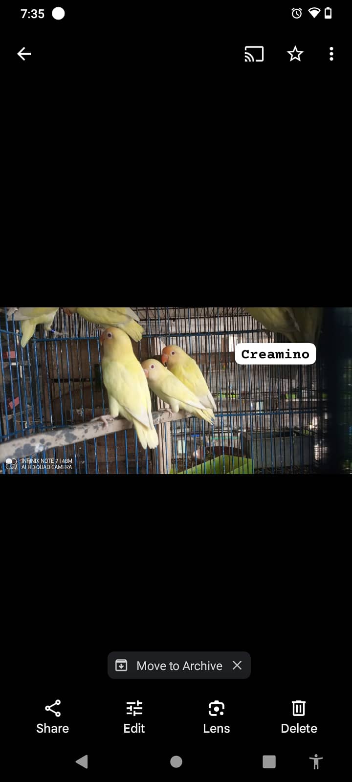 mashallah quality birds creamino 3