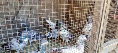 High flying pigeons Walton Lahore 0-308-42-12-569