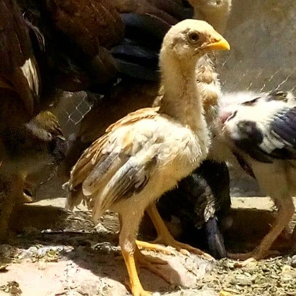 Mianwali Aseel Chicks 1