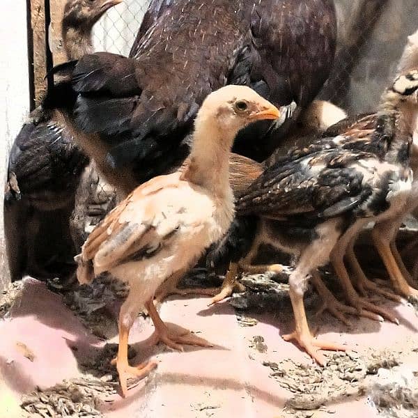 Mianwali Aseel Chicks 4