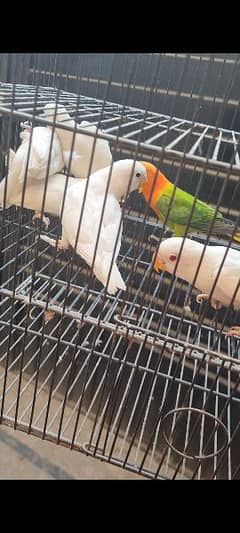 love birds Albino