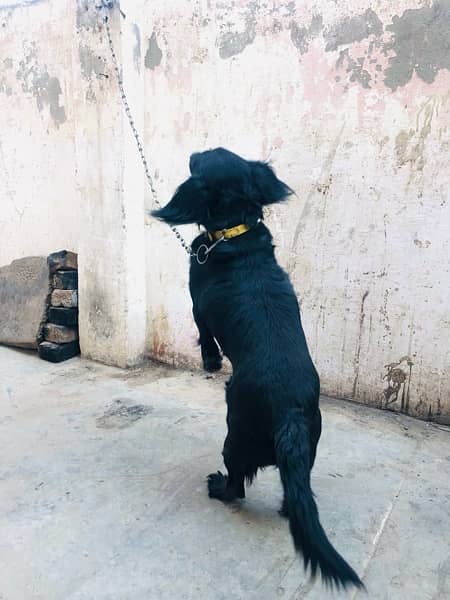 black dog spner age 12 month 1