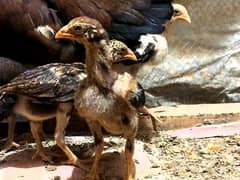 Mianwali Aseel Chicks