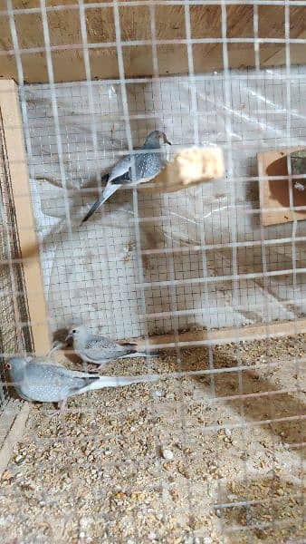 diamomd dove breeder pairs,pathy and diamond pied pathy 4