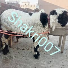 Black and White Double Bone Male Mundra weight 100 kg above 0