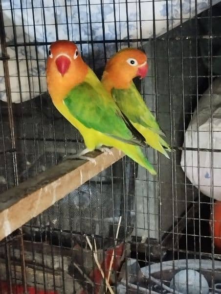 love birds looking for new home 4