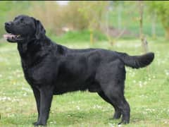 labra dog black Male 50k