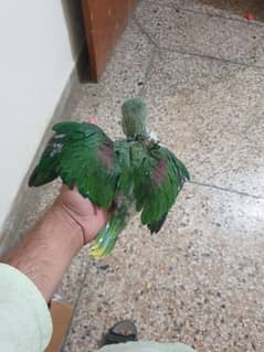 raw male for sale0306:-1742242