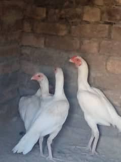 heera breed for sale