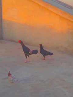 hen and cock for sale