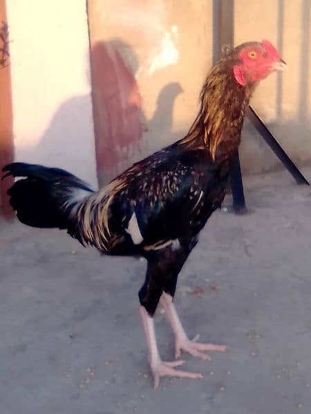 cock for sale 2