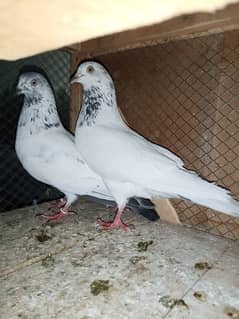 Highflyer Breeder Pigeons