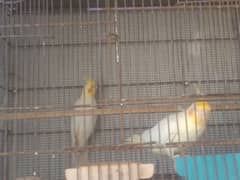 Cage for Sale 0