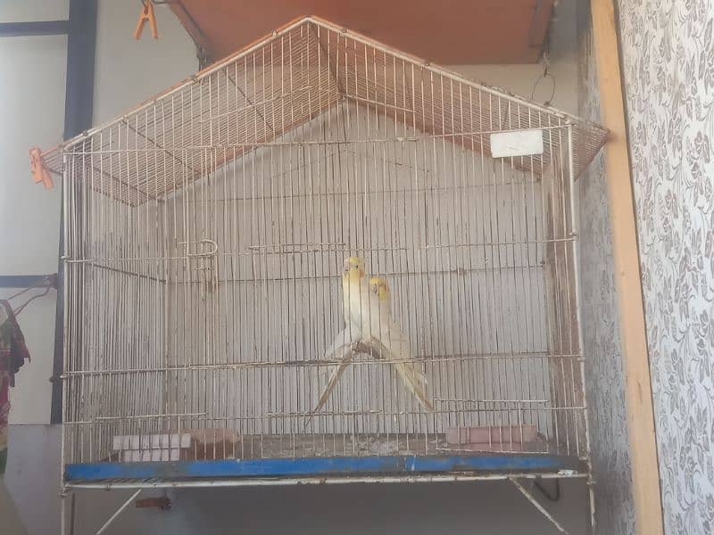 Cage for Sale 3