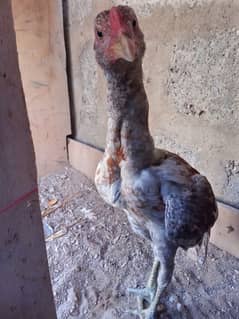 one hen 6 checks one month old or ek phati h khaki color ki