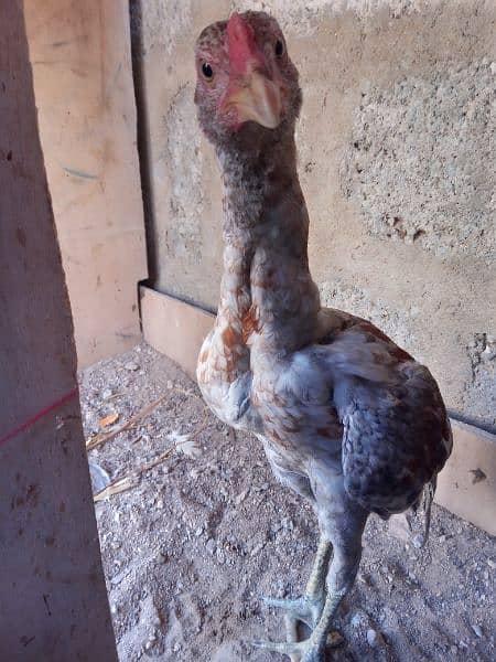 one hen 6 checks one month old or ek phati h khaki color ki 0