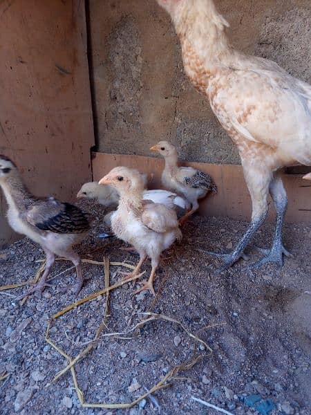 one hen 6 checks one month old or ek phati h khaki color ki 2