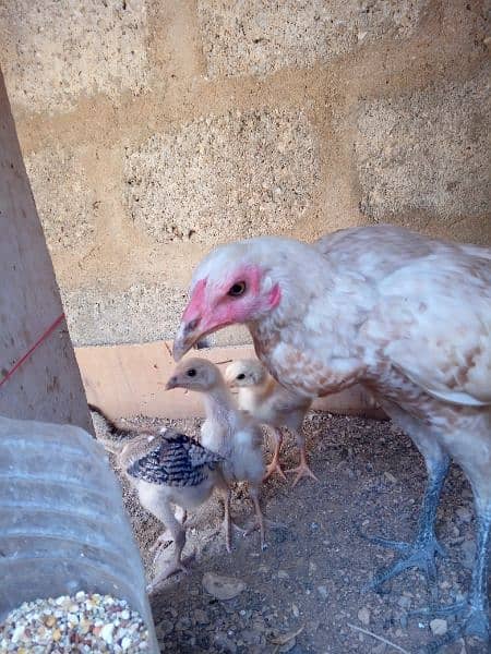 one hen 6 checks one month old or ek phati h khaki color ki 3