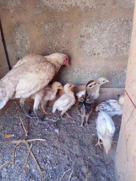 one hen 6 checks one month old or ek phati h khaki color ki 5