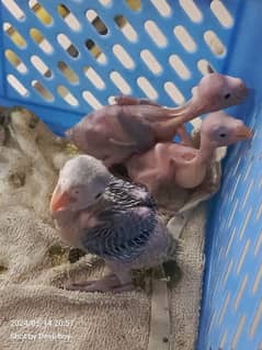 Ringneck parrot chicks