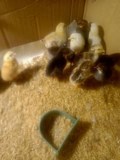 golden Misri 20 chicks for sale