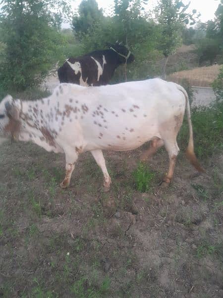 Qurbani Cows (03439571910] 3