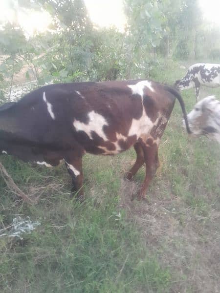 Qurbani Cows (03439571910] 7
