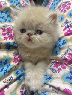 Punched Face Persian Kittens