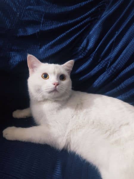 double coat Persian cat 1