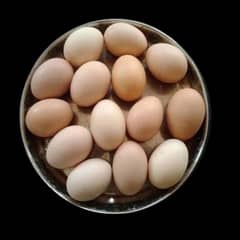 fertile Desi egg 5 in just rupess 100 this price available in summer