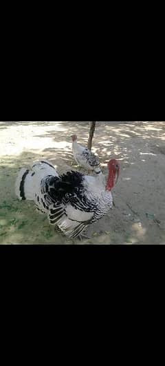 Turky . pecock and fancy chicks