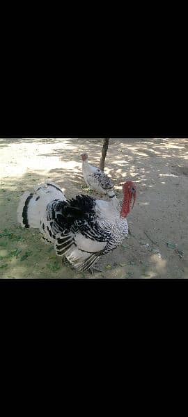 pecock  and turky chicks 0