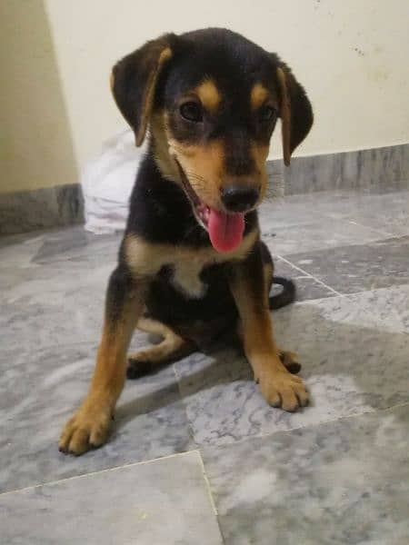 Rottweiler Puppy in Top Quality Mix Breed 1